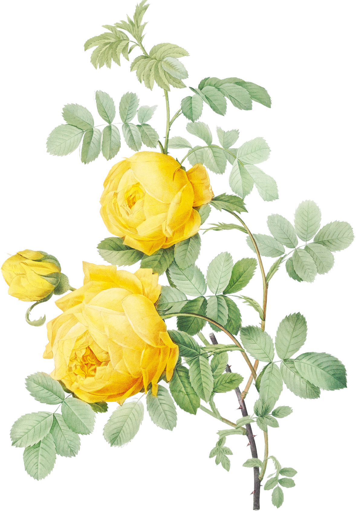 Yellow Rose Illustration